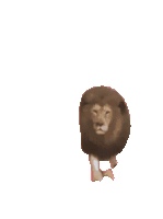 Gif animé lion marche